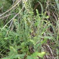 Phyllanthus wheeleri G.L.Webster